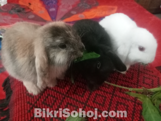 Holland Lop Rabbits